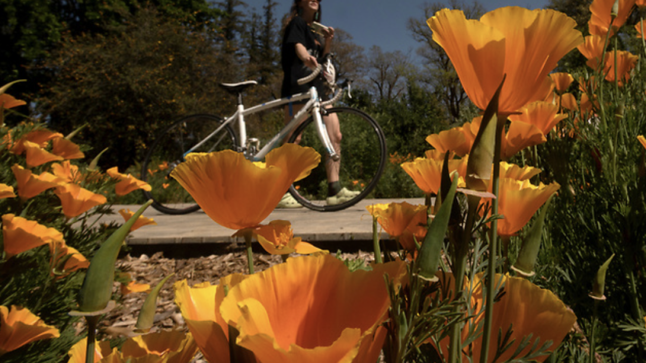 Close-up of vibrant orange California poppies in full bloom, with a person in the background standing beside a white bicycle on a sunny day.
