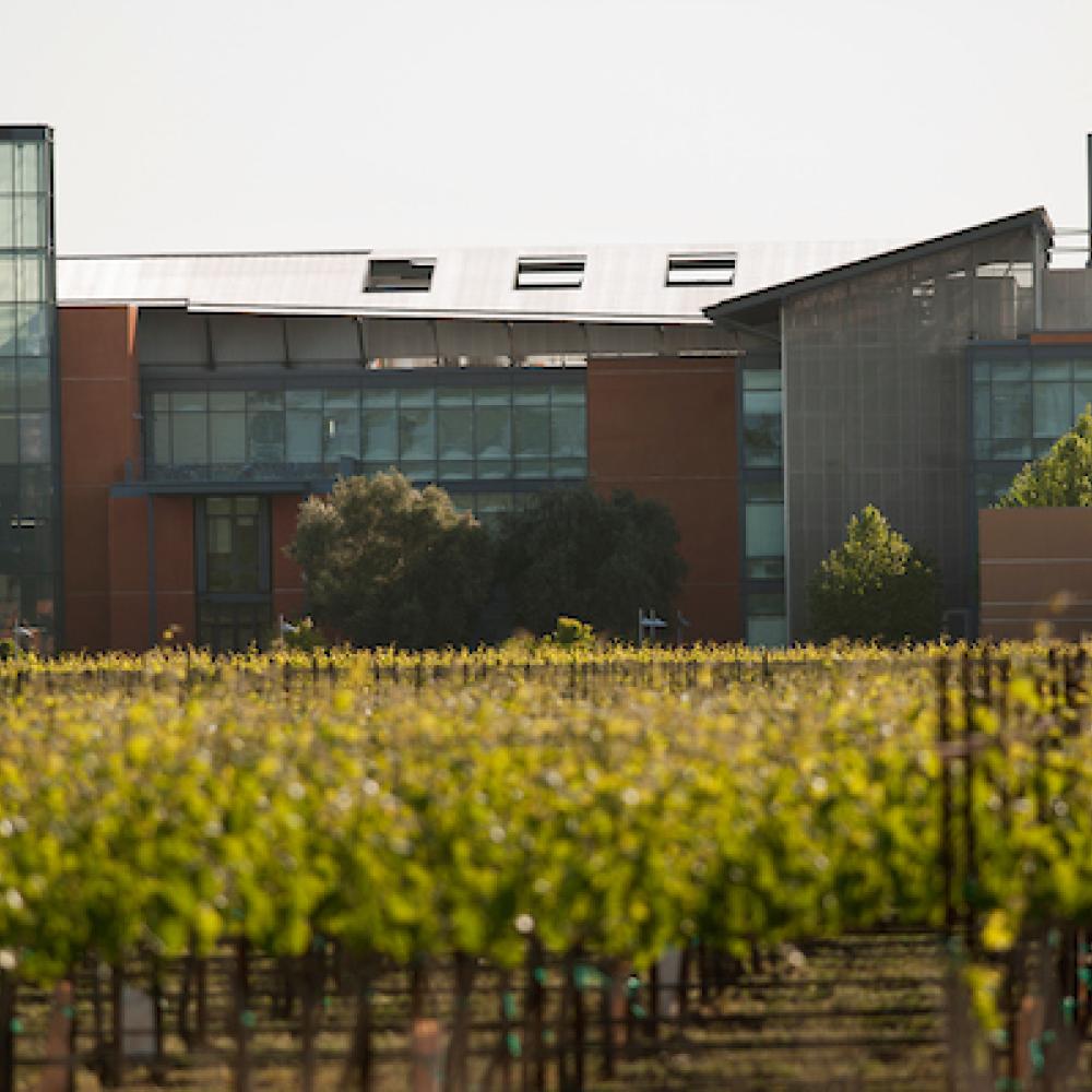 The Robert Mondavi Institute on Wednesday April 15, 2015 at UC Davis.  The Institute has a working vineyard, which has a variety of grapes grown in a variety of styles.