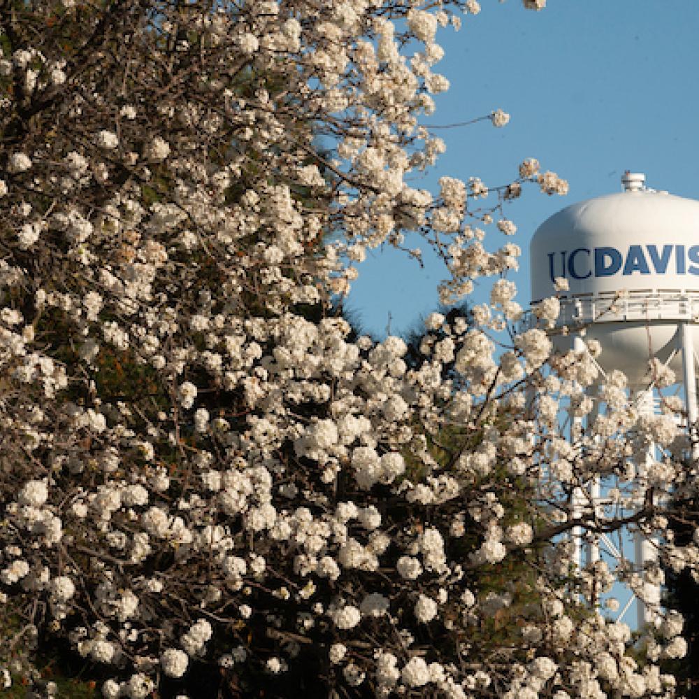 The UC Davis Water Tower is seen with a blooming tree on March 24, 2025.